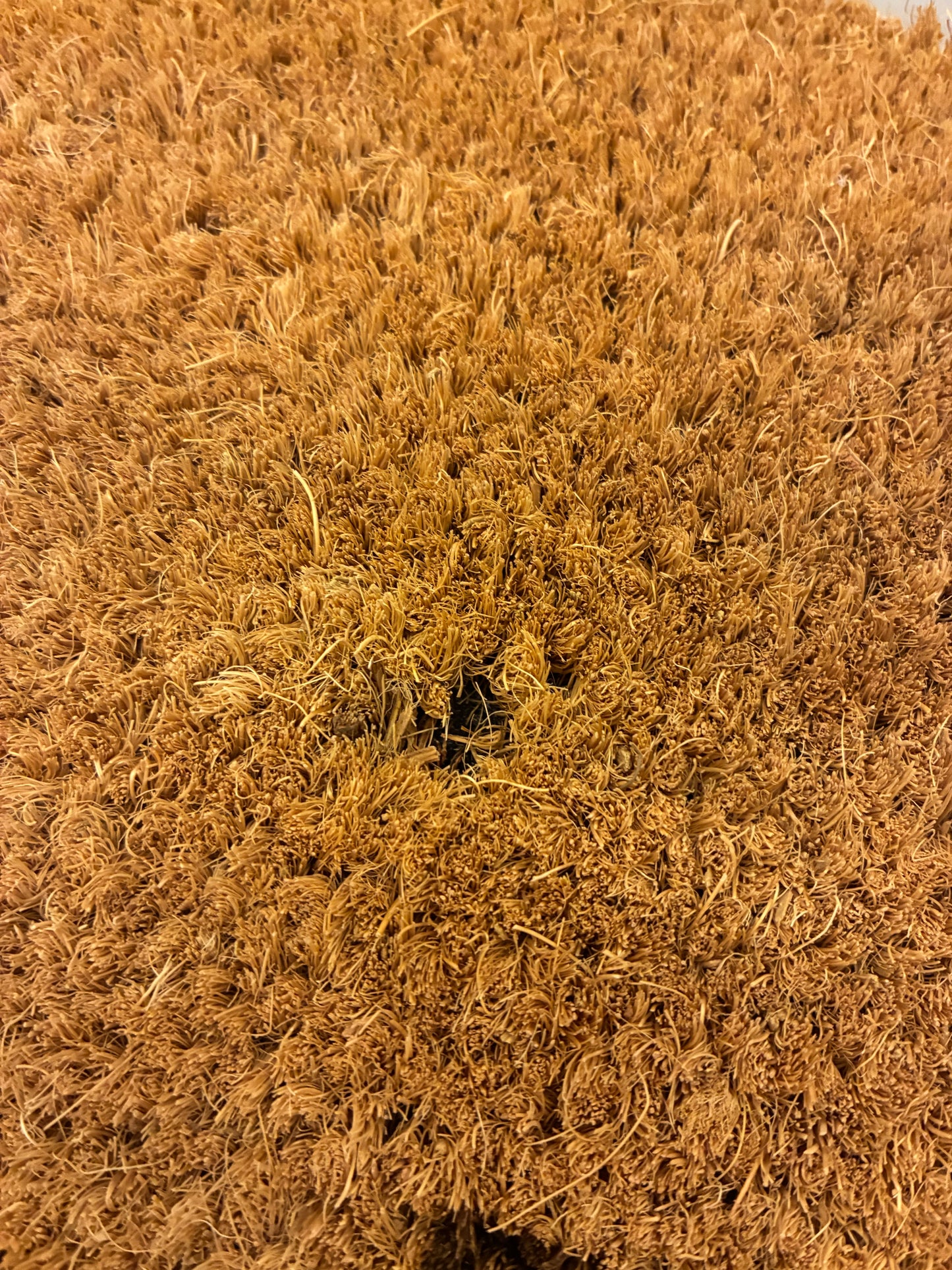 Zerbino "Non c'è nessuno" (spelacchiato)